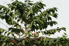 Coffea arabica